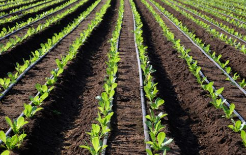 Drip Irrigation